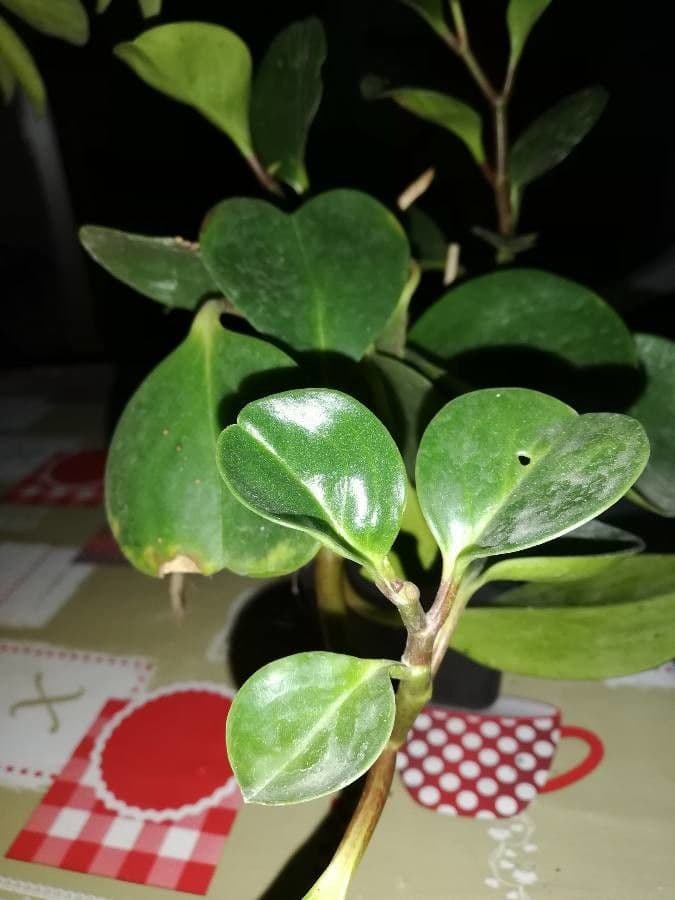 Peperomia 17