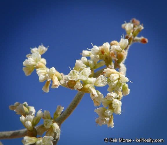 Yucca-Buckwheat 2