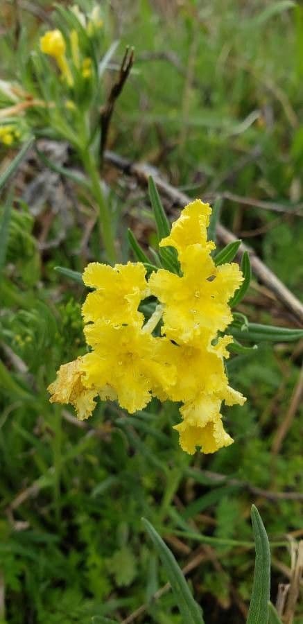Lithospermum incisum 5