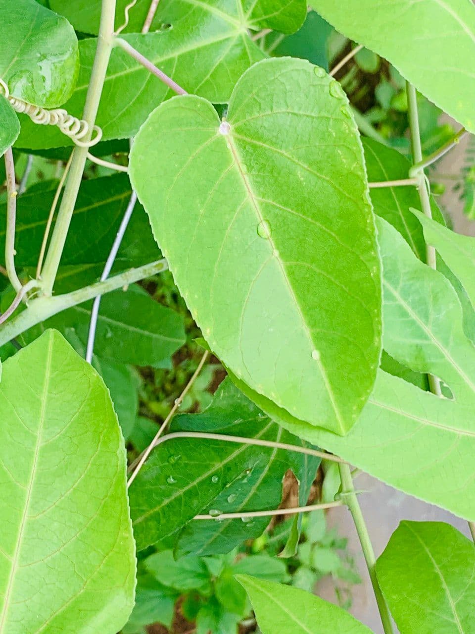 Passiflora 4