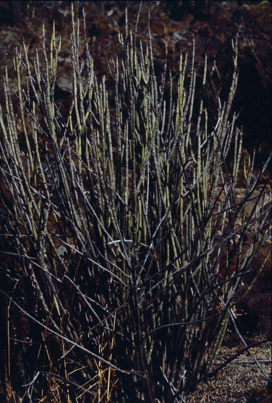 Euphorbia antisyphilitica 12