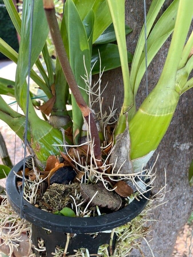 Cymbidium 12