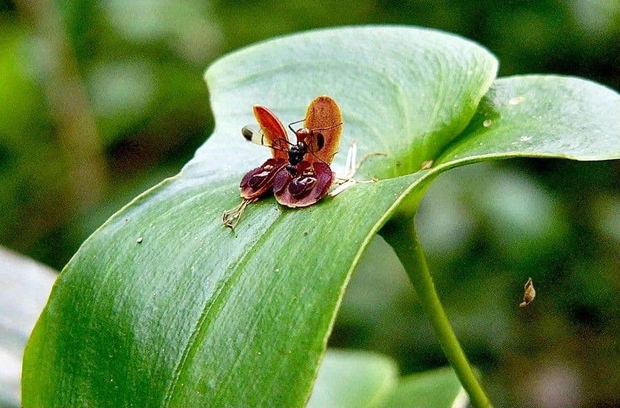 Pleurothallis cordata 4