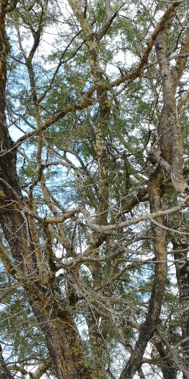 Acacia albida 7