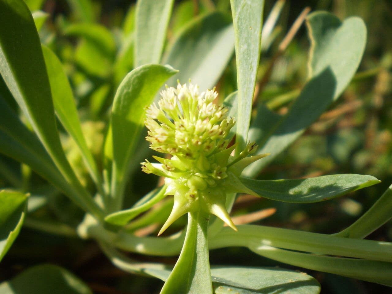 Acicarpha
