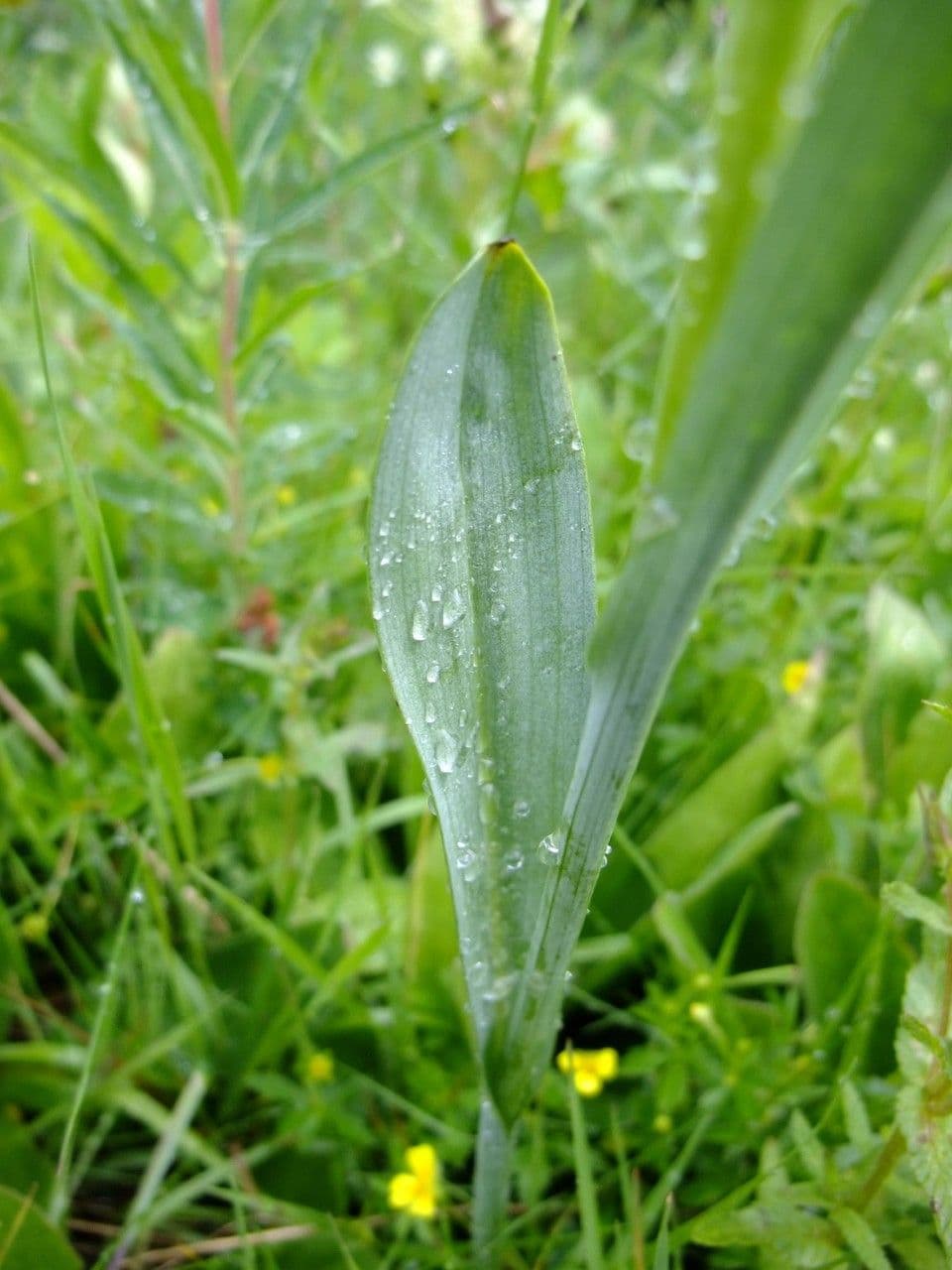 Kugelorchis 13