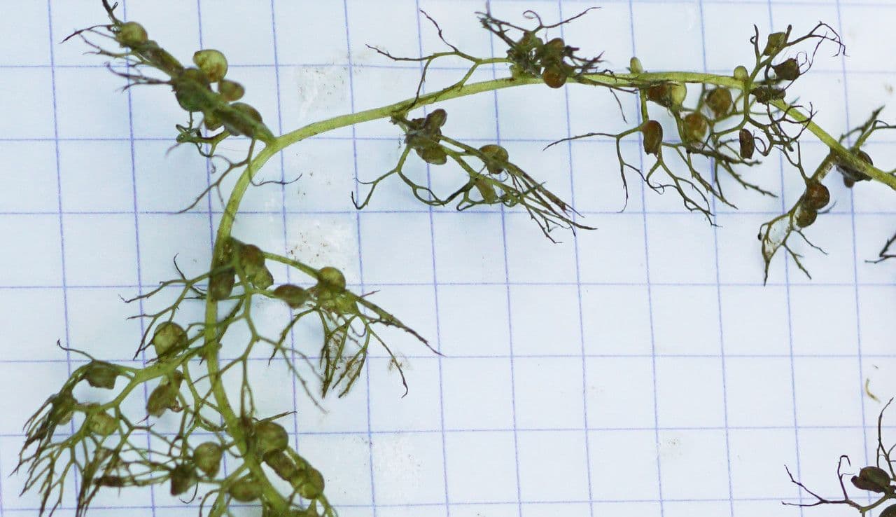 Erba vescica 20