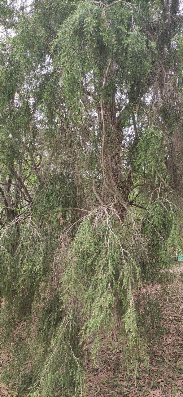 Melaleuca decorosa