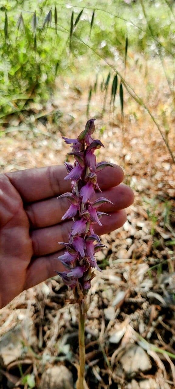 Orchide sacra