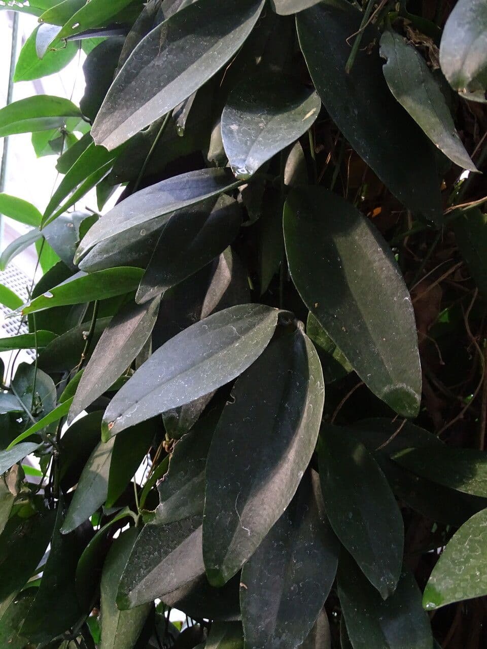 Neoalsomitra