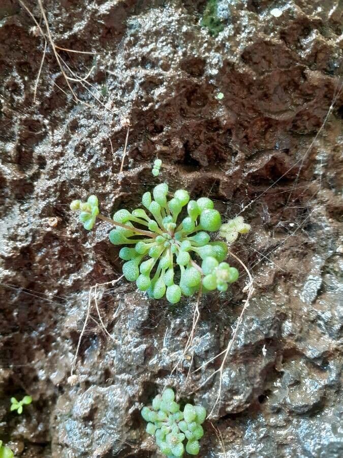 Borracina fragrante 13