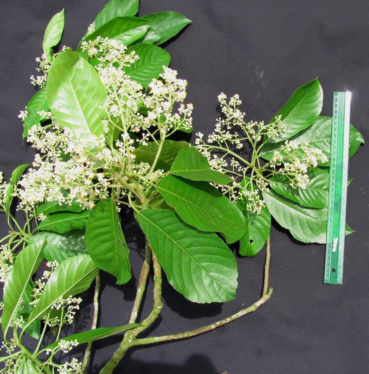 Saurauia 21