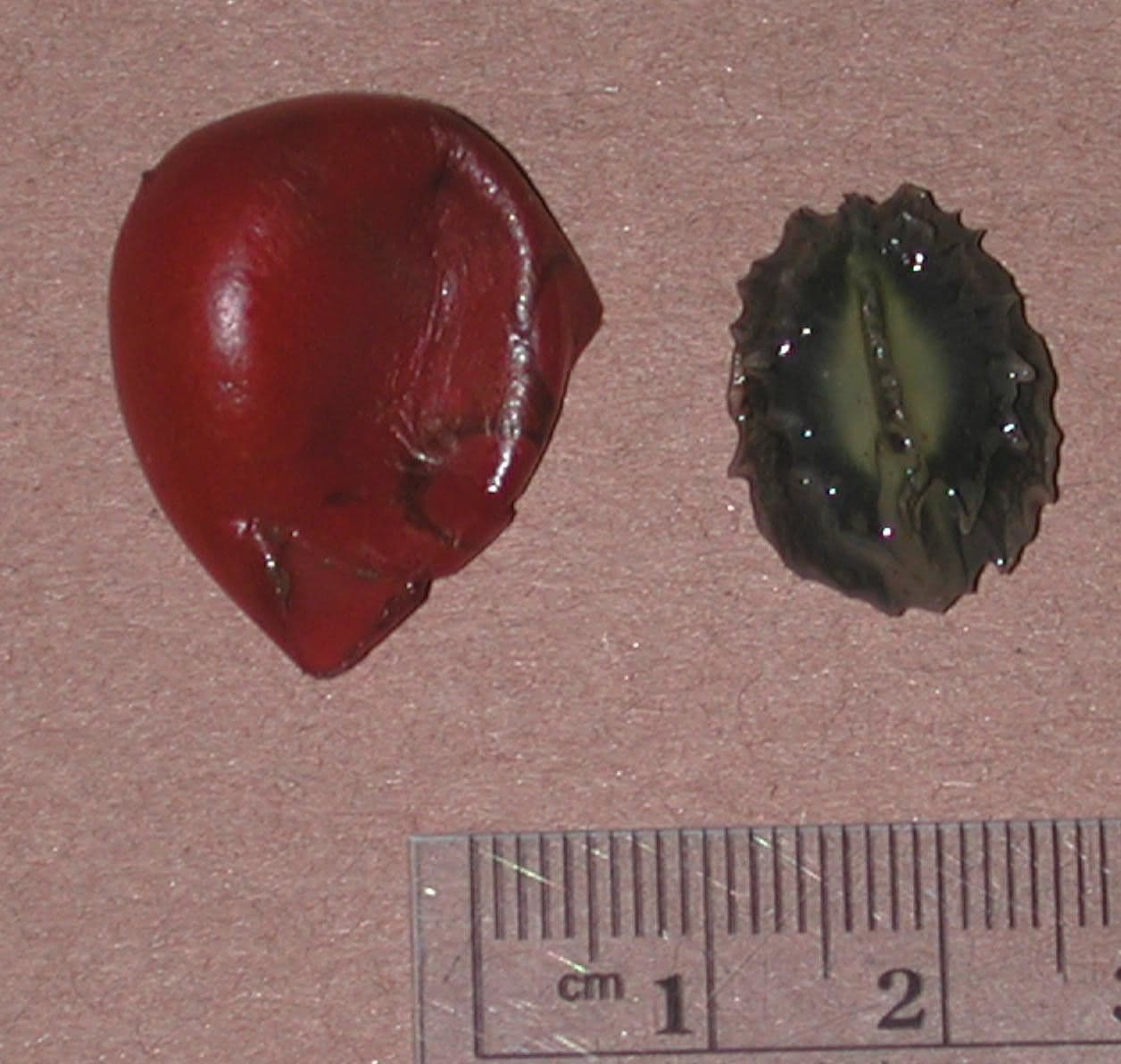 Disciphania 5