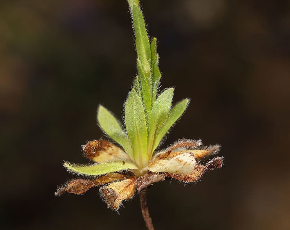 Plagiobothrys nothofulvus 16