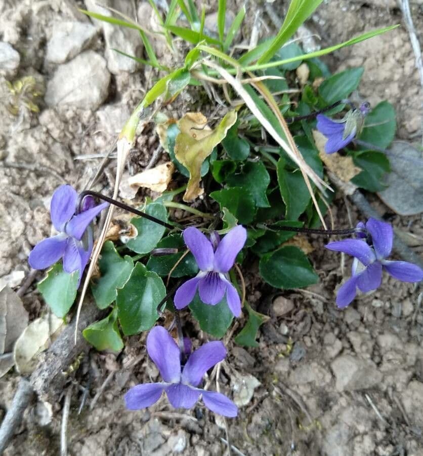 Viola pelosa 14