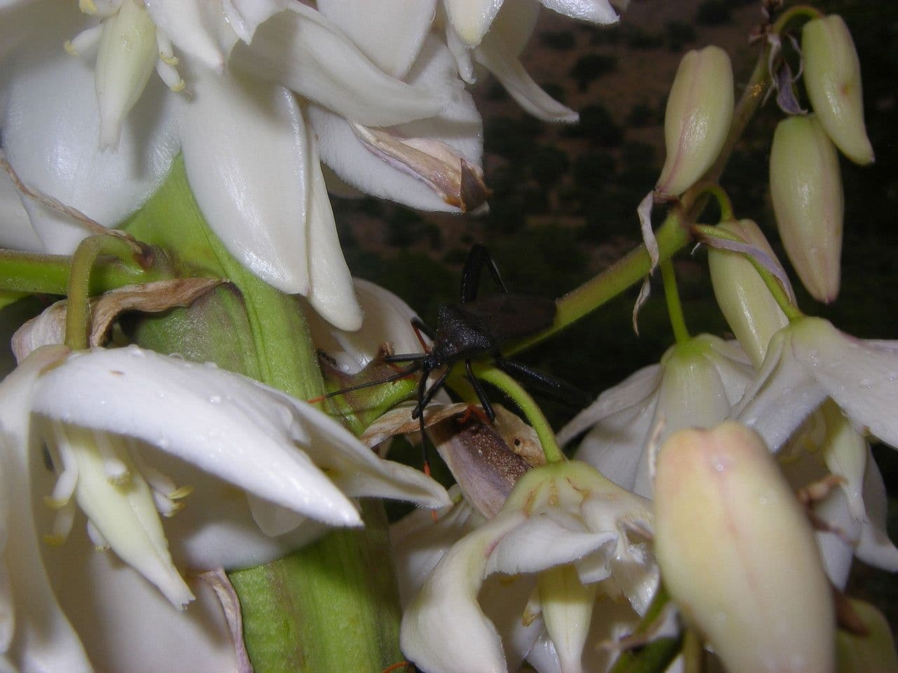 Yucca madrensis