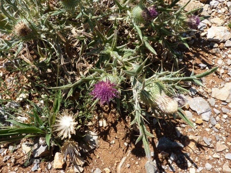 Cirsium 12