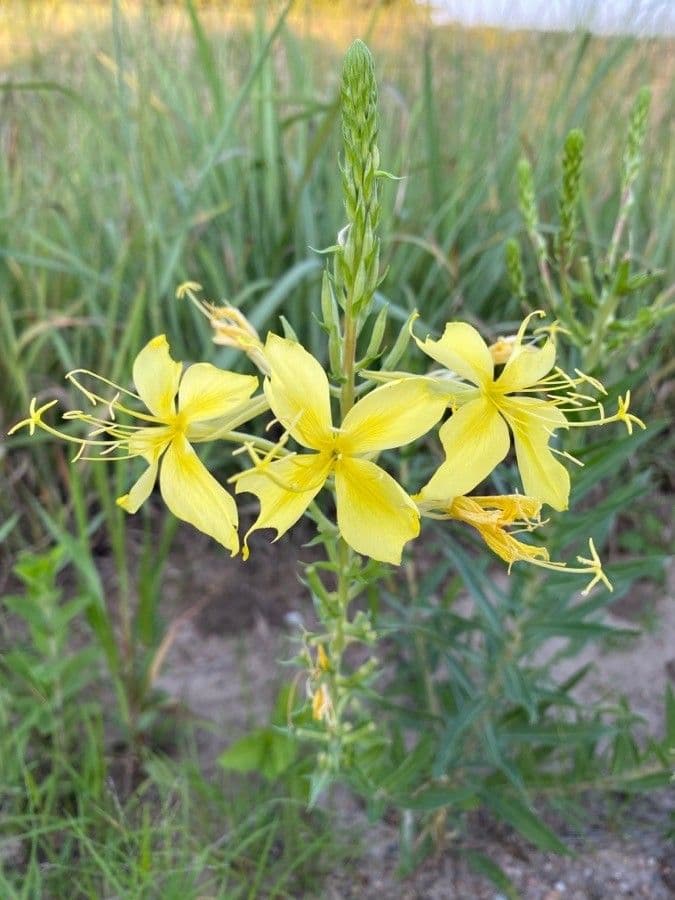 Oenothera rhombipetala