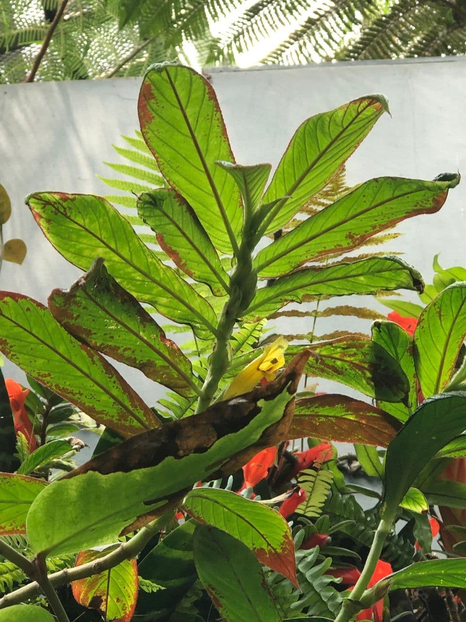 Columnea 5