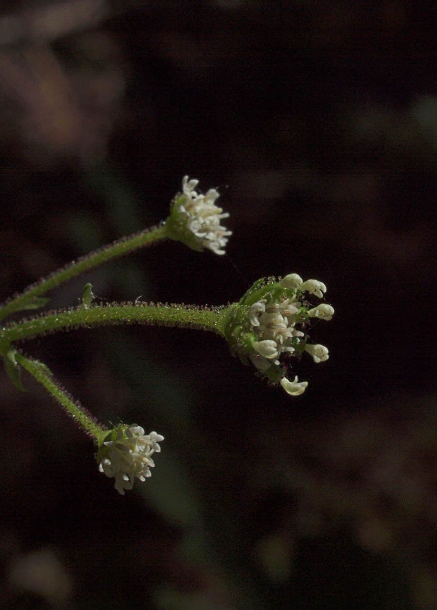 Adenocaulon bicolore 4