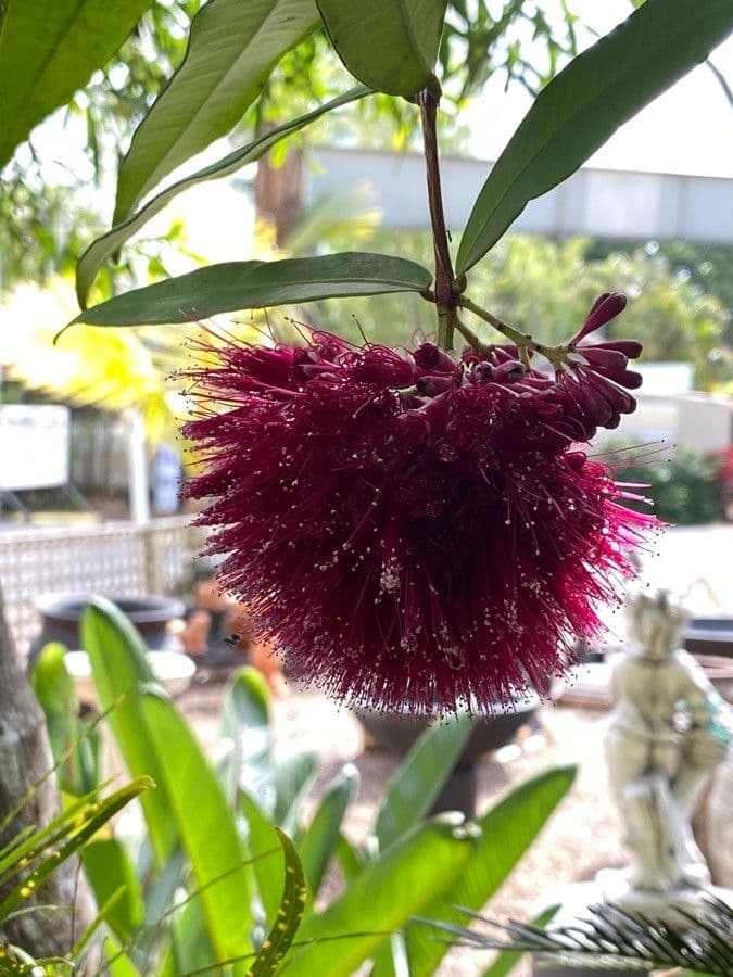 Syzygium 4
