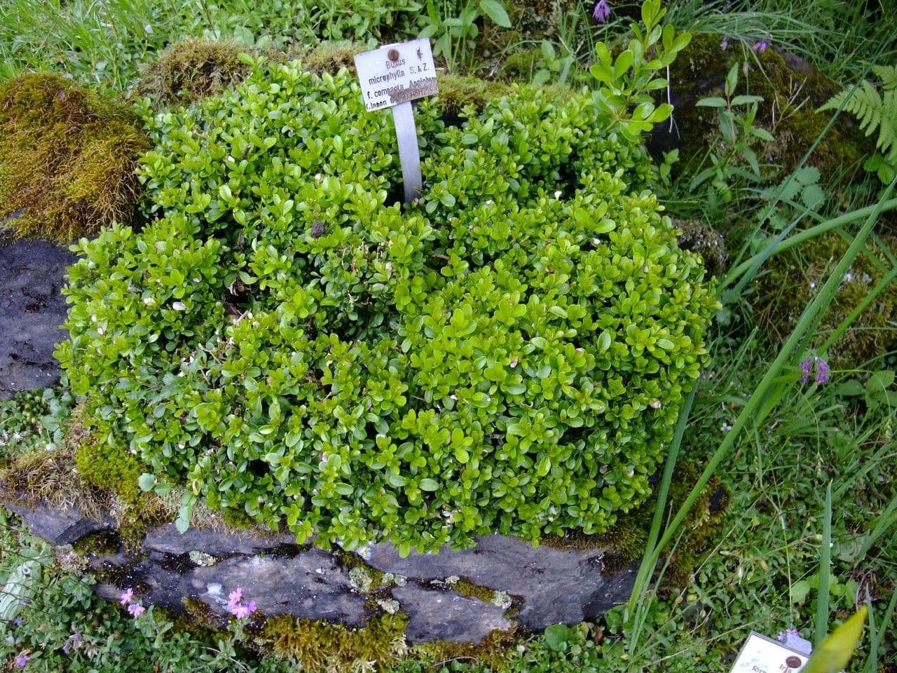 Kleinblättriger Buchsbaum 5