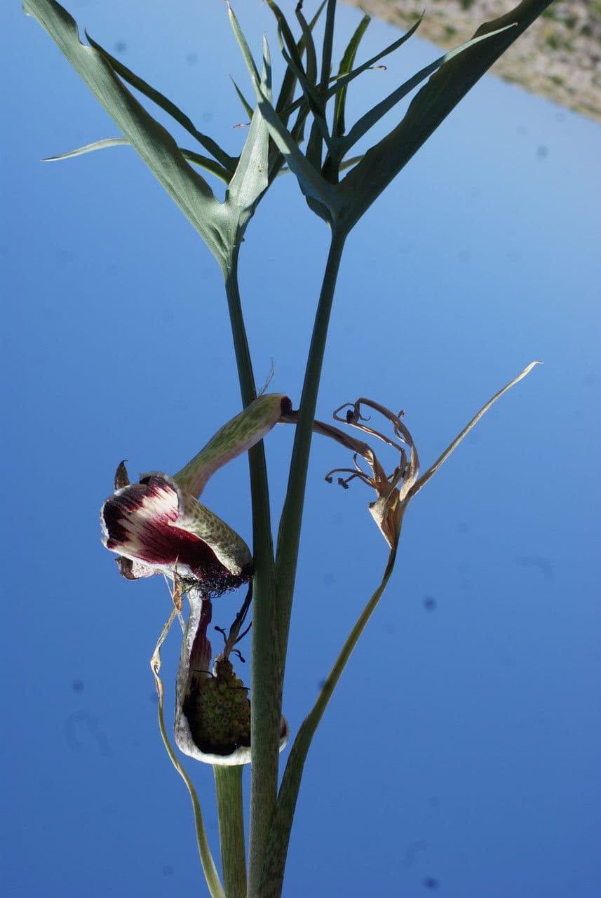 Helicodiceros 14