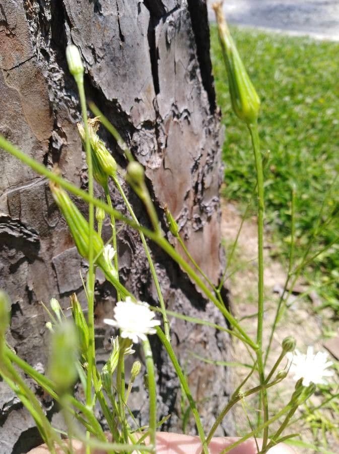 Hieracio blanco 8