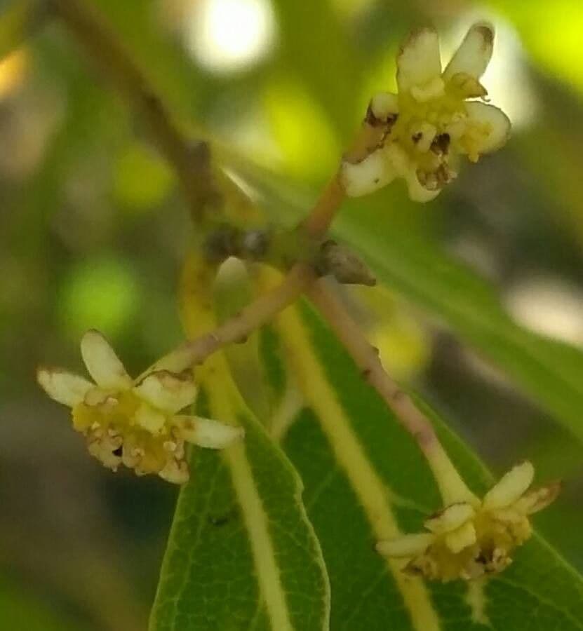 Nectandra angustifolia 2