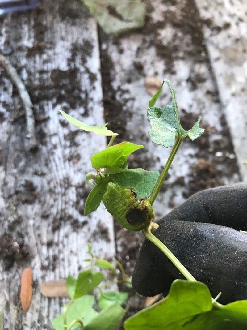 Mikania scandens 19