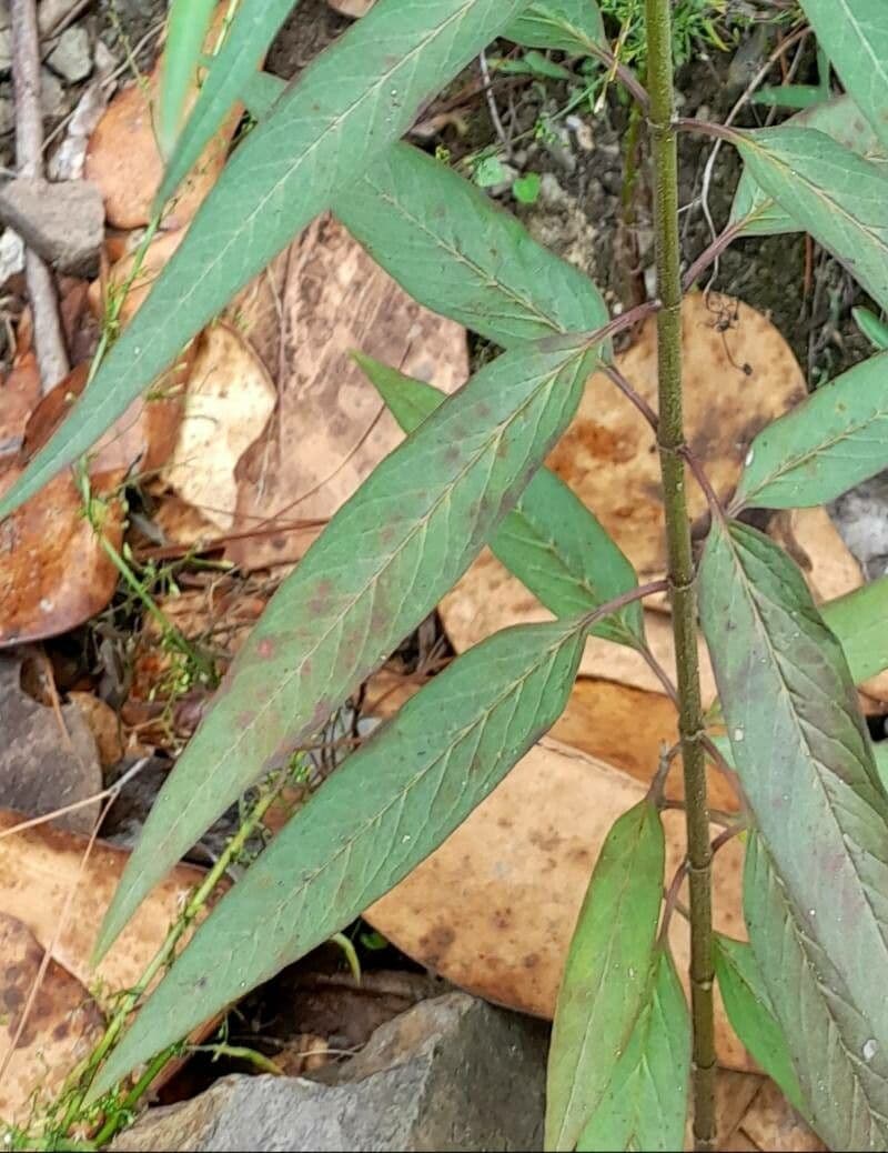 Asclepias dei Caraibi 4