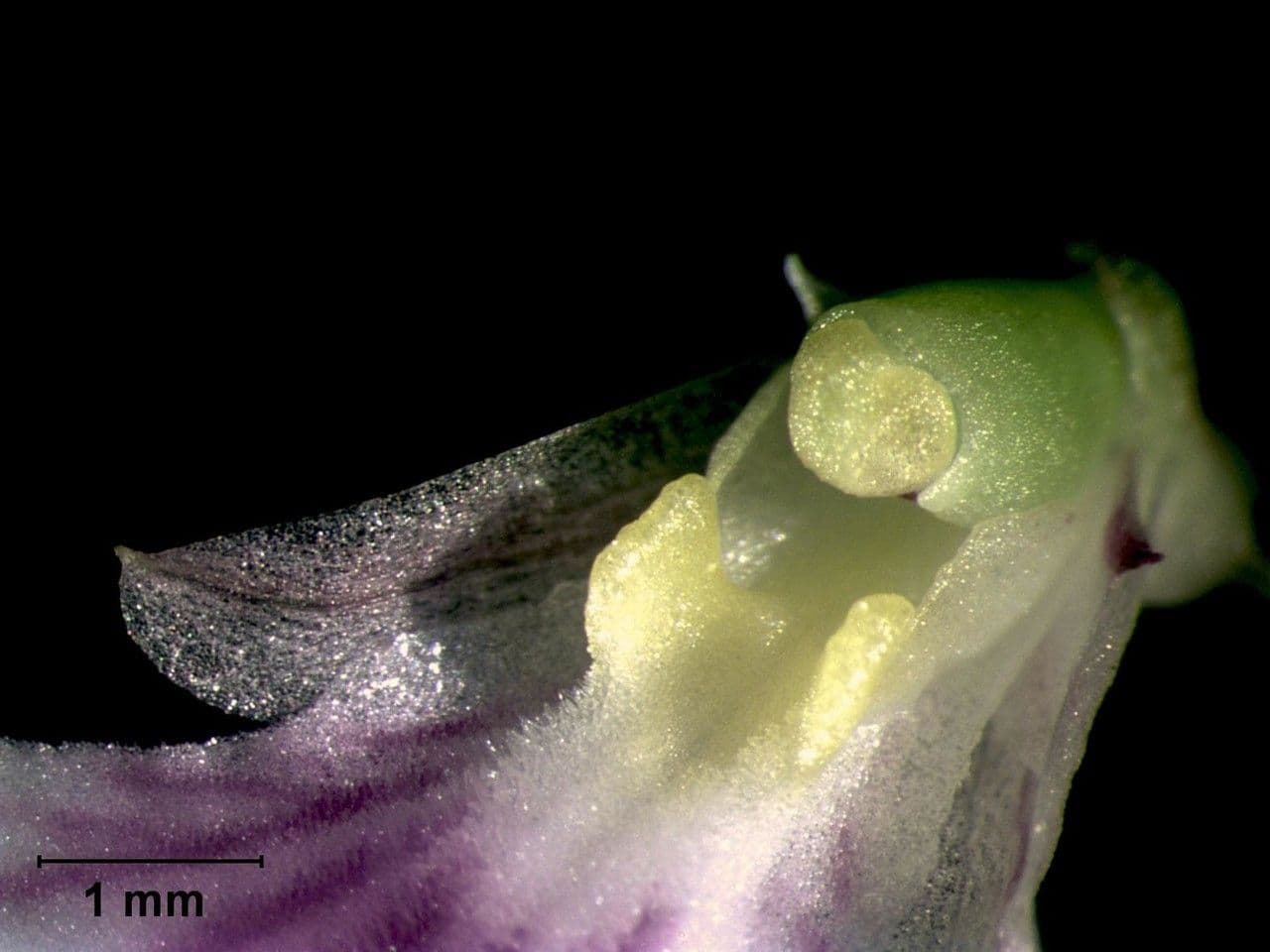 Ionopsis