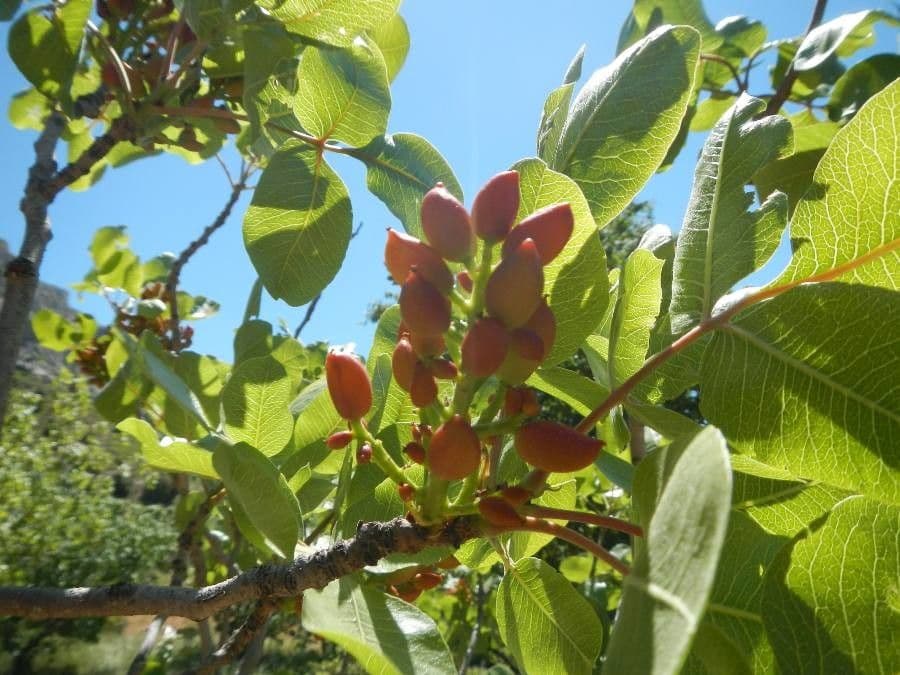 Pistacchio 4