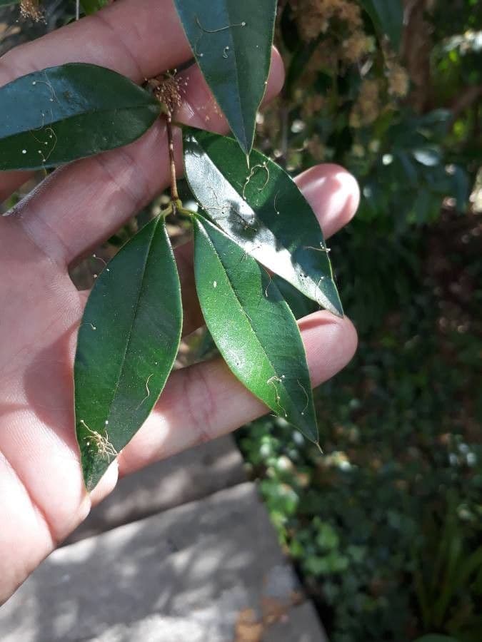 Myrcianthes pungens 7