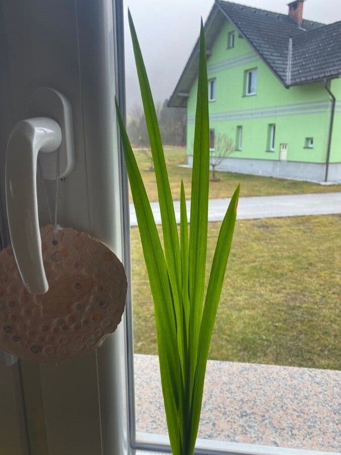 Mečík 16