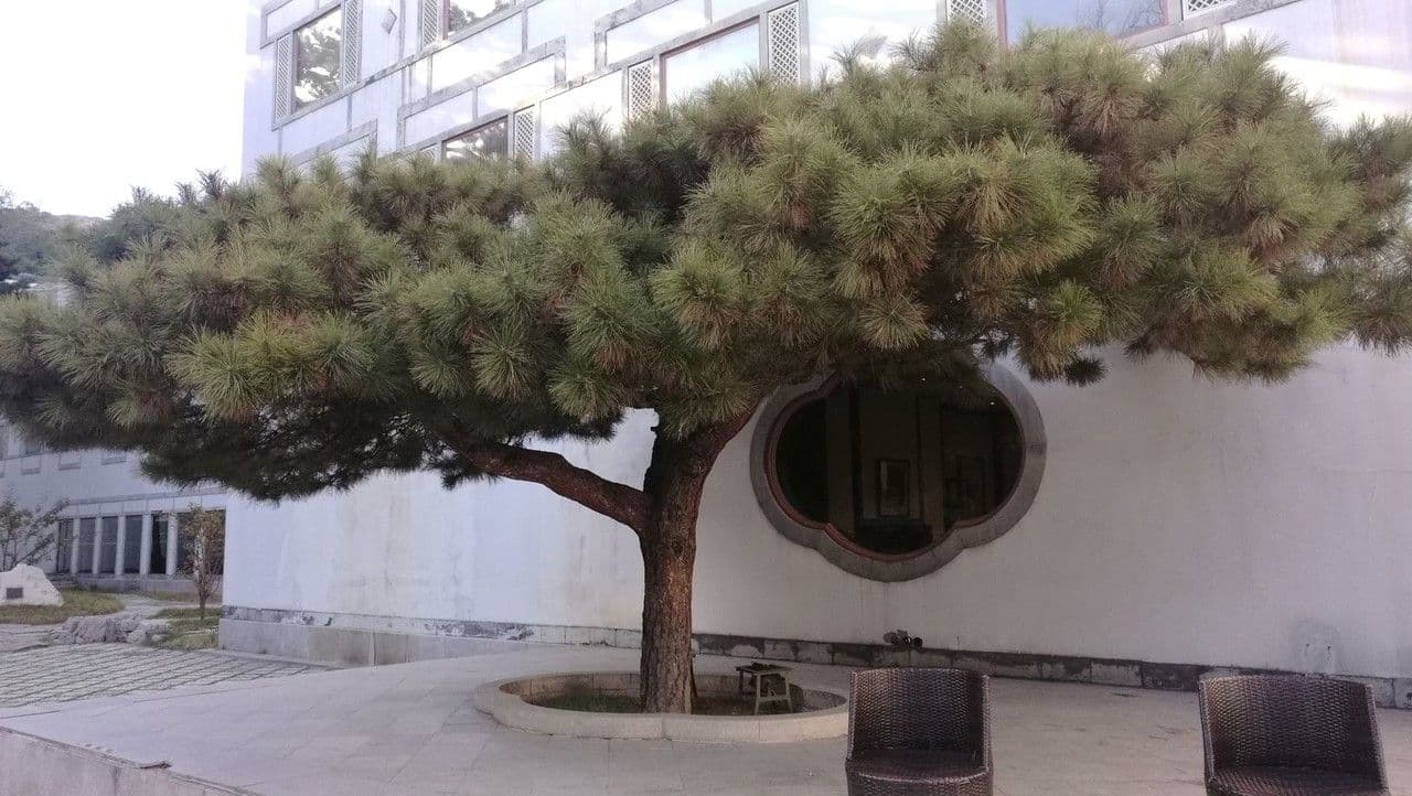 Pino della Cina 8