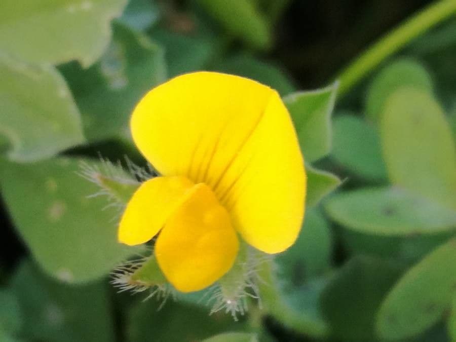 Lotus cytisoides 13