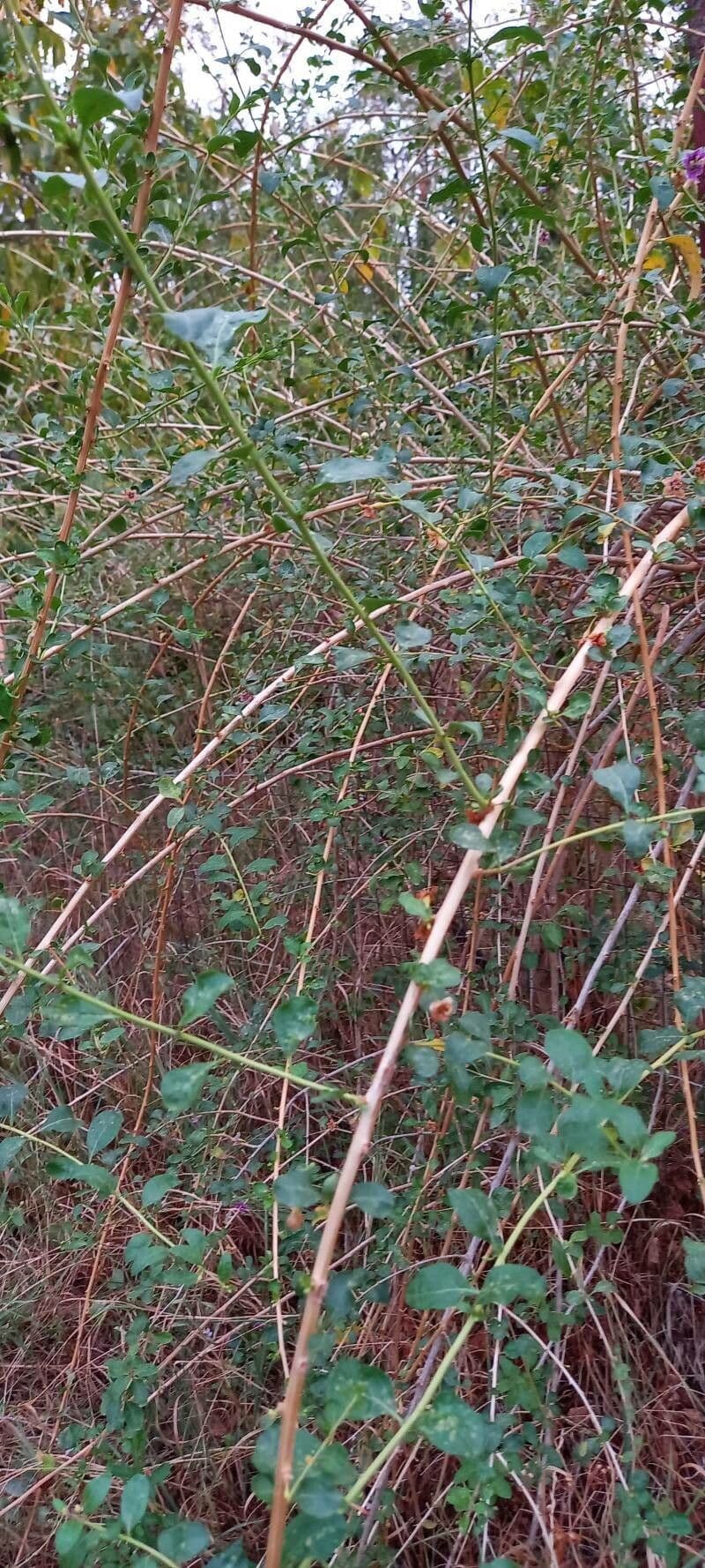 Chinesischer Bocksdorn 12