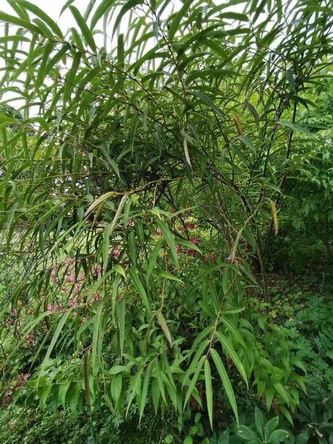 Stachyurus 6