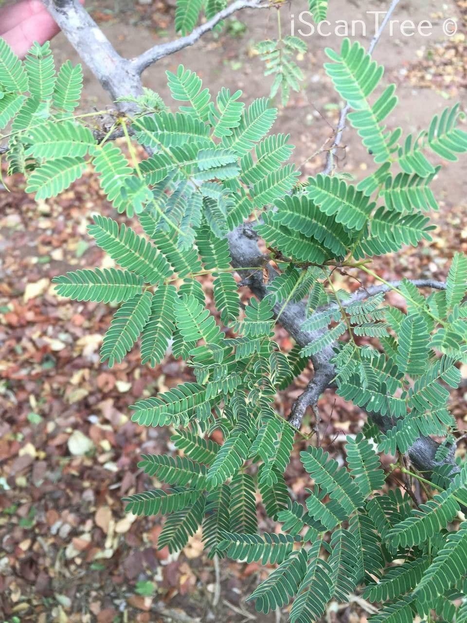 Albizia 9