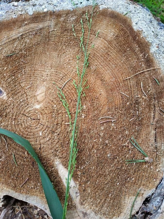 Eragrostis 2