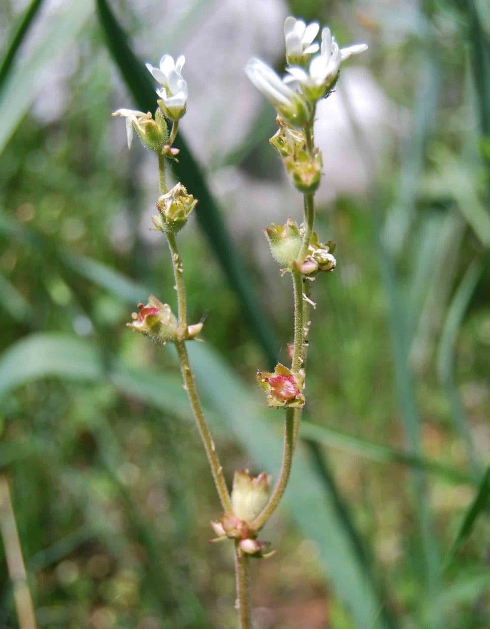 Sassifraga bulbifera