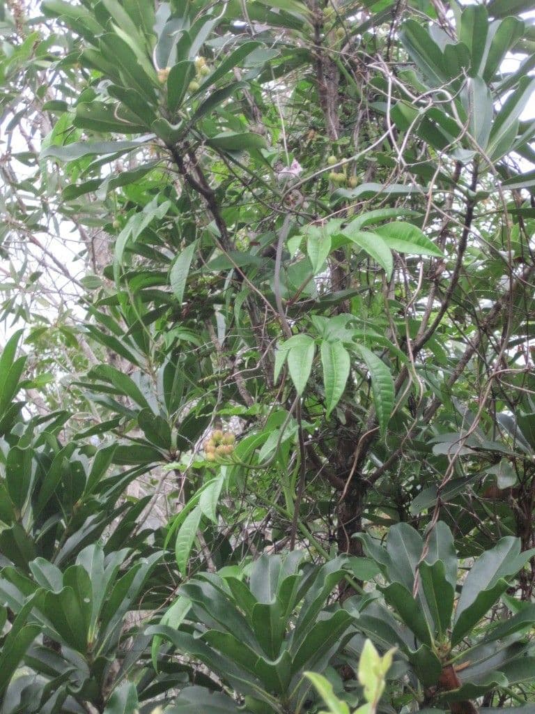 Mauritius-Prunkwinde 9