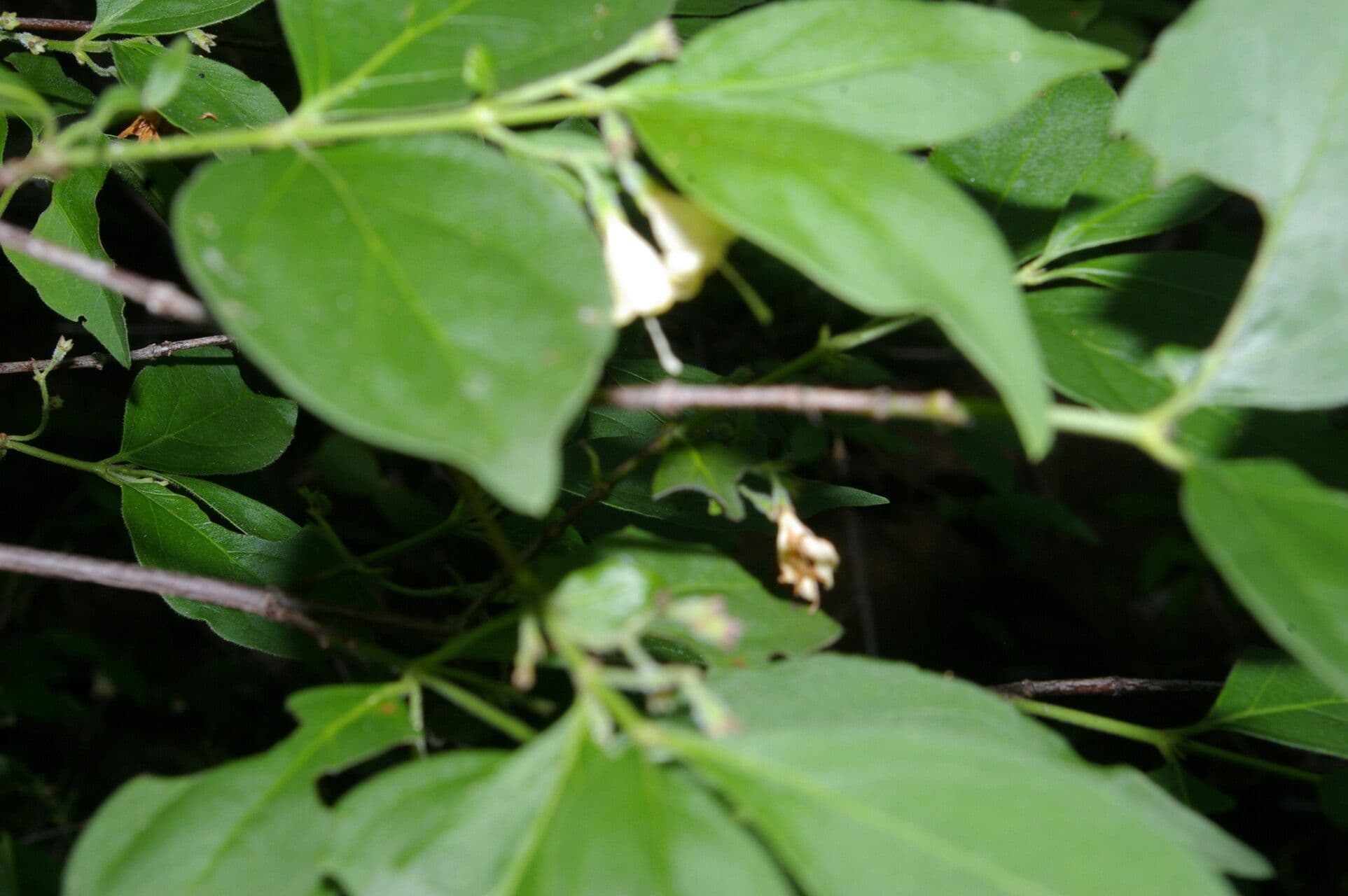 Chiococca