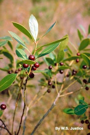 Ilex glabra