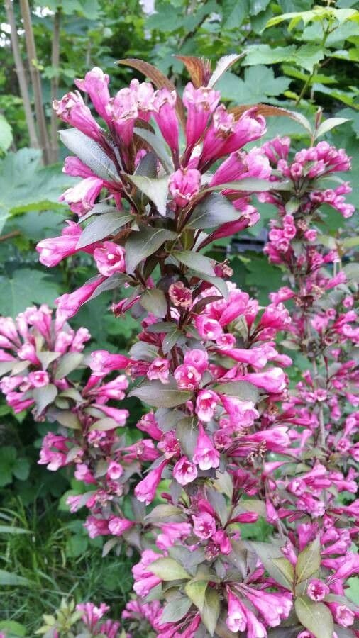 Weigelia florida 5