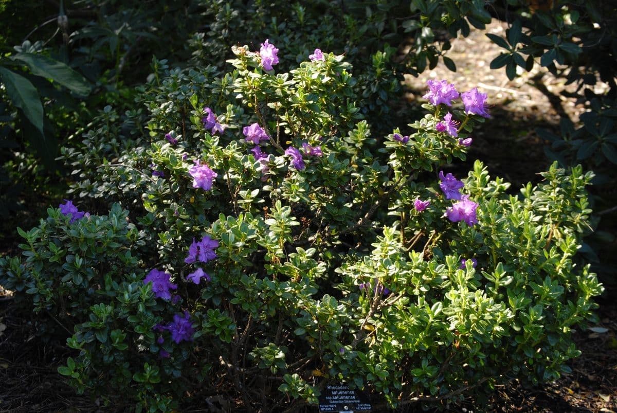 Rododendro del Salween 6
