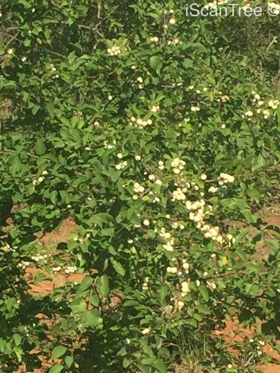 Flueggea 12