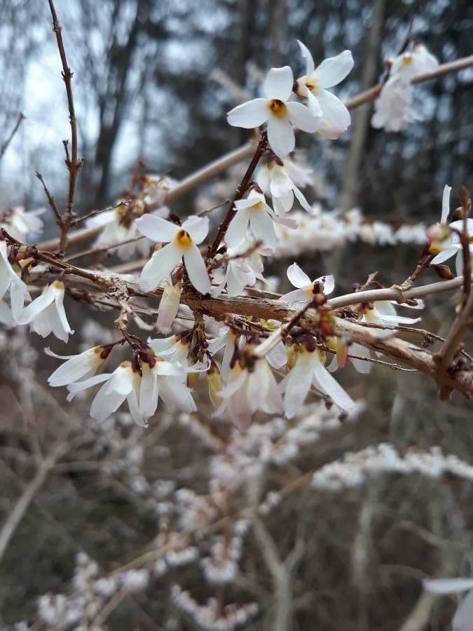 Abeliophyllum 4