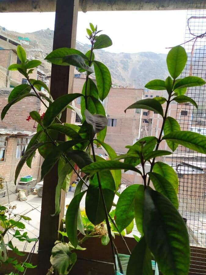 Syzygium malaccense 17
